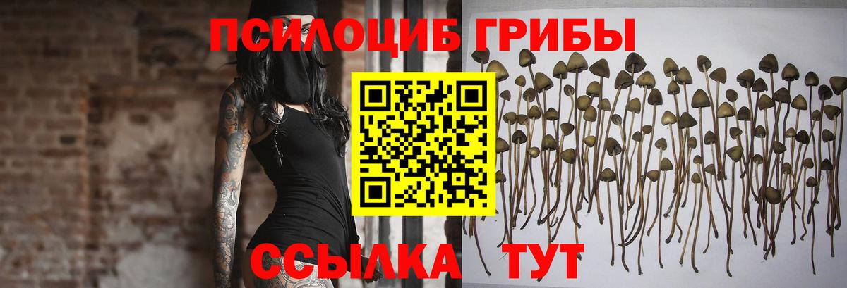 Псилоцибиновые грибы Cubensis Дедовск